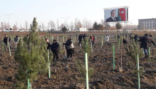 650 min ağacın əkilməsi İmadəddin Nəsiminin doğulduğu Şamaxıdan başlanıb